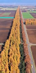黄金色に変わった10線防風林のカラマツ林(5日、芽室町坂の上で)