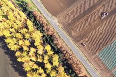 黄色に変わった10線防風林のカラマツ林。左の畑ではナガイモ収穫作業が行われていた(5日、芽室町坂の上で)