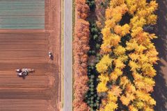 黄色に変わった10線防風林のカラマツ林(5日、芽室町坂の上で)
