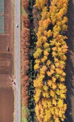 晩秋を彩る「黄金ベルト」　十勝の紅葉フィナーレ飾る