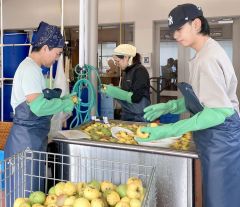 足寄産の無農薬・無肥料リンゴを使って仕込み作業に励む同社スタッフ