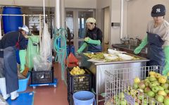 足寄産の無農薬・無肥料リンゴを使って仕込み作業に励むスタッフ