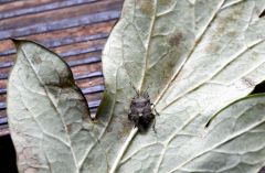 カメムシ増加中？　帯広で目撃多数、専門家「サイズ大きい個体目立つ」