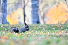 木の実をくわえ園内を走り回るエゾリス(7日午前6じ50分ごろ、帯広市緑ヶ丘公園で。金野和彦撮影)