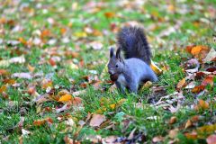 木の実をくわえ園内を走り回るエゾリス(7日午前6じ50分ごろ、帯広市緑ヶ丘公園で。金野和彦撮影)