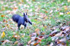 木の実をくわえ園内を走り回るエゾリス(7日午前6じ50分ごろ、帯広市緑ヶ丘公園で。金野和彦撮影)