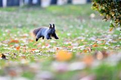 木の実をくわえ園内を走り回るエゾリス(7日午前6じ50分ごろ、帯広市緑ヶ丘公園で。金野和彦撮影)