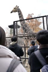 バックヤードからキリンを観察する参加者ら