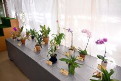 たおやかな洋蘭各種