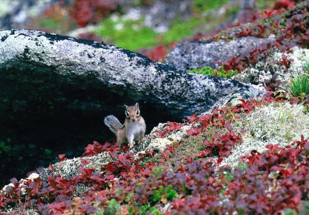 全十勝写真公募展最優秀に音更の森さん　２７日から市民ギャラリーで入賞作品展