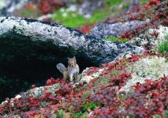 全十勝写真公募展最優秀に音更の森さん　２７日から市民ギャラリーで入賞作品展