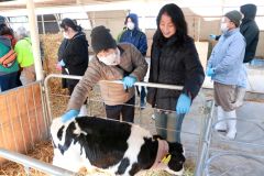 大友牧場の子牛とふれあう参加者たち