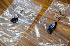 今年出土した細石刃核