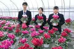 冬の室内に彩りを～２７日から鉢花販売　音更高校