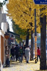 紅葉がピークを迎えている、ソウル市内