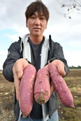 販売会で焼き芋で提供するサツマイモ「紅はるか」