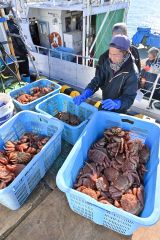 十勝港で毛ガニ漁 今季初水揚げ 3