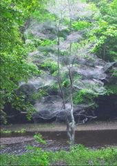 「森のカーテン」長井三枝子さん