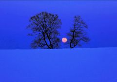 「冬月」松原明美さん