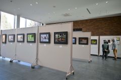 十勝エゾリス写真クが２０回目の作品展　音更図書館展で１２月７日まで 3
