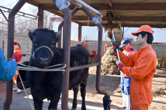 牛の体重と体高を測定する生徒たち