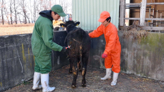 牛のブラッシングをする生徒たち