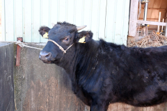 更農高生が育てた黒毛和牛が市場に　全共控え初挑戦 4