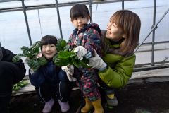 ちぢみホウレンソウの収穫作業に挑戦した親子