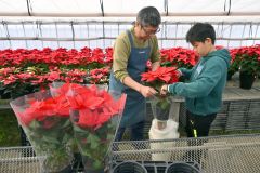 青木農園のポインセチア出荷(金野和彦撮影)