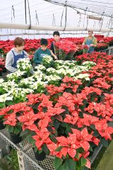 ポインセチアの出荷が始まった青木農園(11月30日、金野和彦撮影)