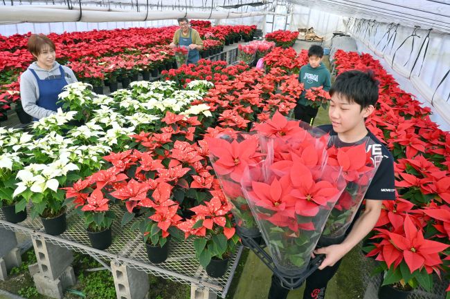 花言葉は「聖夜」 ポインセチアの出荷最盛期 青木園芸～師走スケッチ