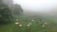 新嵐山牧場に放牧される牛（２０２４年８月、ドローンで撮影）