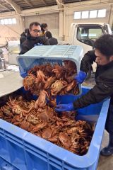 今季は好調な広尾の毛ガニ漁、名物イベントでは「大釜ゆで」で提供される