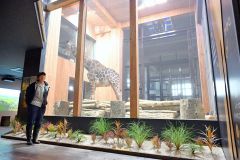 キリンの大きさを体感できる「新キリン館」屋内展示室を紹介する片桐さんとメープル