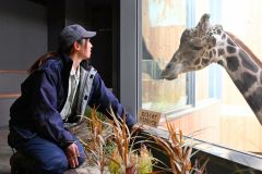 ２階観覧スペースで、メープルに優しく声をかける片桐さん