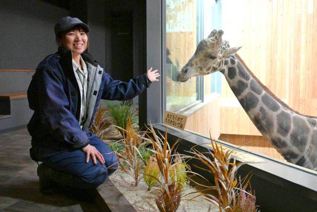 苦闘の１年４カ月「新キリン館」への引っ越し成功！　飼育係片桐さんの努力実る