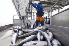 大津は秋サケ漁獲量を大きく減らす結果となった（９月４日、豊頃町大津港）