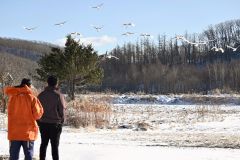 タンチョウの群れを観察する職員ら