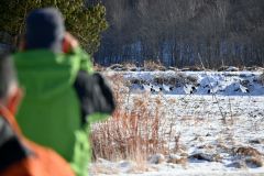 タンチョウの群れを観察する職員ら