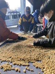 豆まかナイトで使用する大豆の選別作業を進めるＪＡ本別町や商工会の青年部ら実行委メンバー