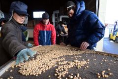 豆まかナイトで使用する大豆の選別作業を進めるＪＡ本別町や商工会の青年部ら実行委メンバー