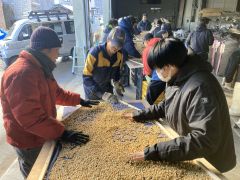 豆まかナイトで使用する大豆の選別作業を進めるＪＡ本別町や商工会の青年部ら実行委メンバー
