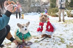 わんわん冬祭り　クリスマス衣装で仮装コンテスト 4