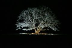 夜限りでライトアップされたハルニレの木