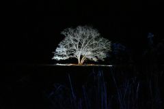 夜限りでライトアップされたハルニレの木
