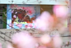 桜、さくら、サクラ～読者投稿の写真特集2026 | 十勝毎日新聞電子