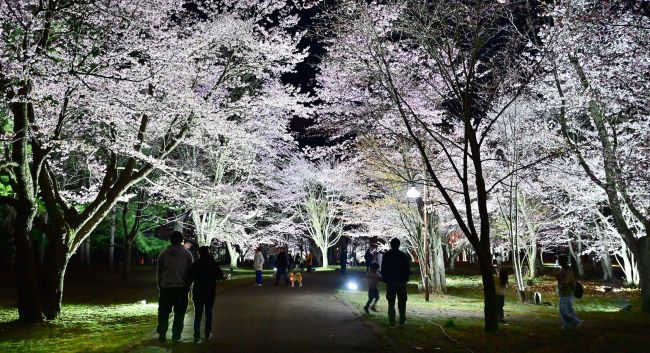 満開の夜桜をライトアップ！鈴蘭公園の幻想的な夜