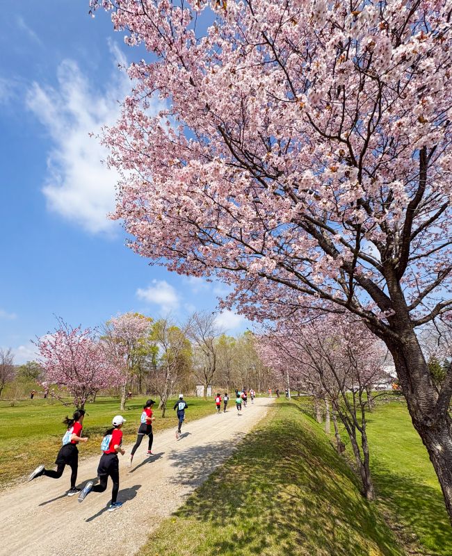 桜、さくら、サクラ～読者投稿の写真特集2026 | 十勝毎日新聞電子