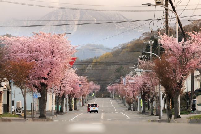 桜、さくら、サクラ～読者投稿の写真特集2026 | 十勝毎日新聞電子