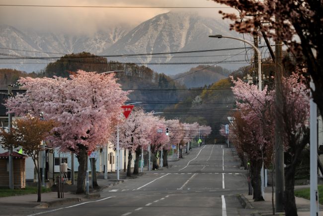 桜、さくら、サクラ～読者投稿の写真特集2026 | 十勝毎日新聞電子